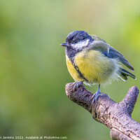 Buy canvas prints of Coal tit by Stephen Jenkins