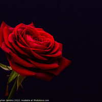 Buy canvas prints of  Red Rose by Stephen Jenkins
