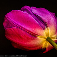 Buy canvas prints of Tulip by Stephen Jenkins