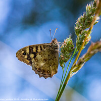 Buy canvas prints of Speckled wood Butterfly by Stephen Jenkins