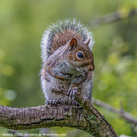 Buy canvas prints of Squirrel  by Stephen Jenkins