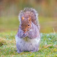 Buy canvas prints of Grey Squirrel by Stephen Jenkins