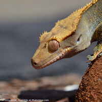 Buy canvas prints of Gecko by Stephen Jenkins