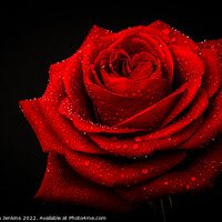 Buy canvas prints of Red Rose by Stephen Jenkins