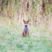 Buy canvas prints of Lonely Fox by Stephen Jenkins