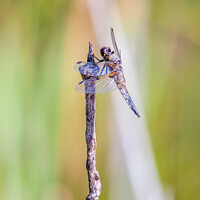 Buy canvas prints of Dragonfly by Stephen Jenkins