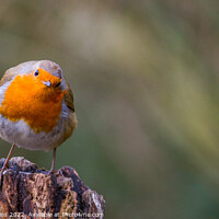 Buy canvas prints of A Curious Robin by Stephen Jenkins