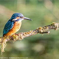 Buy canvas prints of Kingfisher by Stephen Jenkins