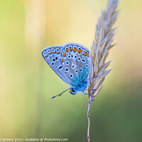 Buy canvas prints of The Common blue  by Stephen Jenkins