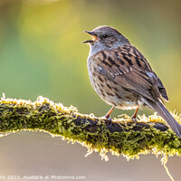 Buy canvas prints of Dunnock  by Stephen Jenkins