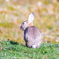 Buy canvas prints of Easter Bunny by Stephen Jenkins
