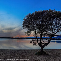 Buy canvas prints of Kenfig Pool tree at sunset by Stephen Jenkins