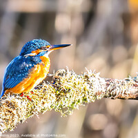 Buy canvas prints of Kingfisher on its perch  by Stephen Jenkins