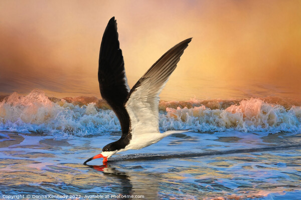 Sunset Skimming Picture Board by Donna Kennedy