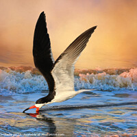 Buy canvas prints of Sunset Skimming by Donna Kennedy