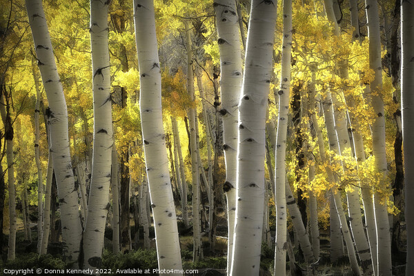 Illuminated Autumn Aspens Picture Board by Donna Kennedy