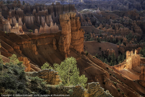 First Light at Bryce Canyon Picture Board by Donna Kennedy
