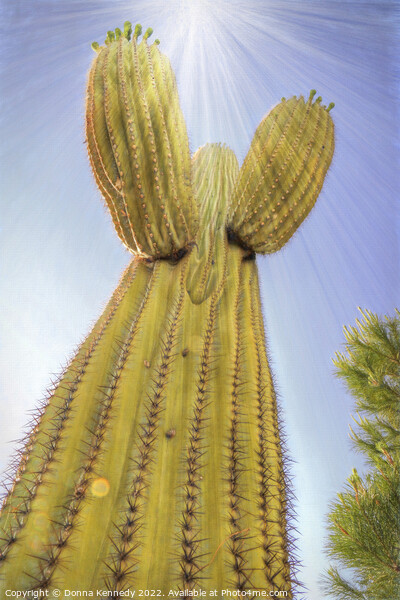 Saguaro Angel Picture Board by Donna Kennedy
