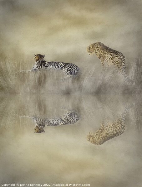 Two Cheetahs Picture Board by Donna Kennedy