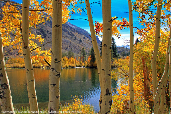 View Through the Aspens Picture Board by Donna Kennedy