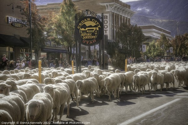 Annual Sheep Parade Picture Board by Donna Kennedy