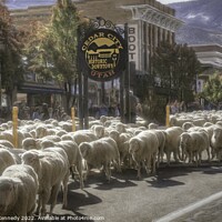 Buy canvas prints of Annual Sheep Parade by Donna Kennedy
