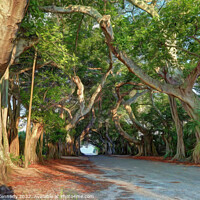 Buy canvas prints of Banyan Street by Donna Kennedy