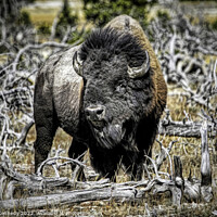Buy canvas prints of Eye of the Buffalo by Donna Kennedy
