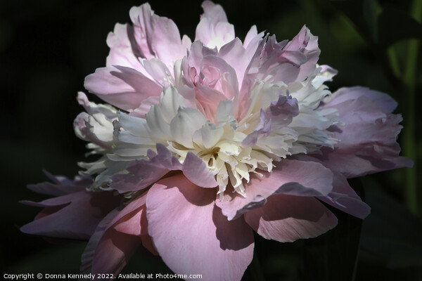 Pink Peony Picture Board by Donna Kennedy