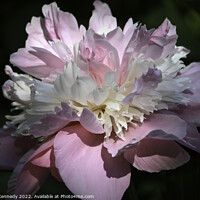 Buy canvas prints of Pink Peony by Donna Kennedy