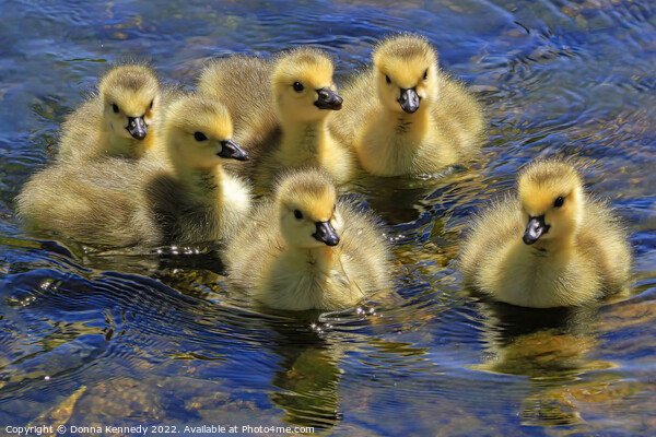 Precious Goslings Picture Board by Donna Kennedy
