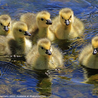 Buy canvas prints of Precious Goslings by Donna Kennedy