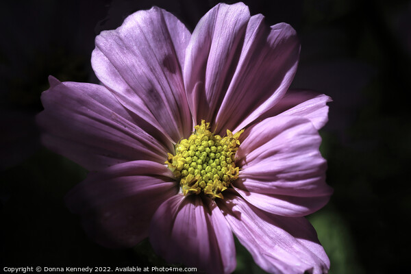 Cosmos in Morning Light Picture Board by Donna Kennedy