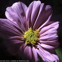 Buy canvas prints of Cosmos in Morning Light by Donna Kennedy