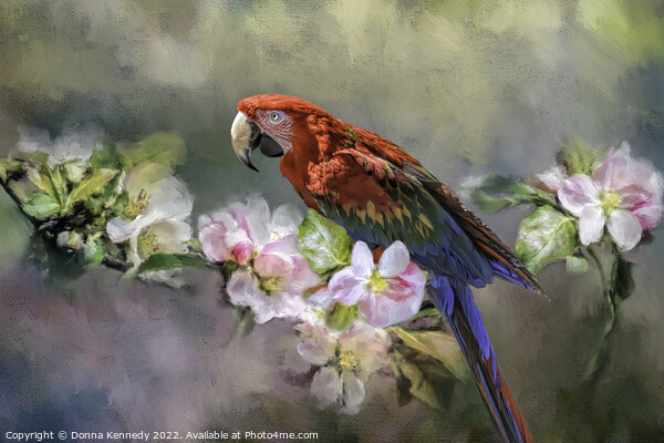 Scarlet Macaw Picture Board by Donna Kennedy