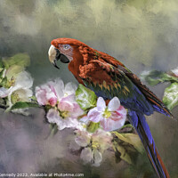 Buy canvas prints of Scarlet Macaw by Donna Kennedy