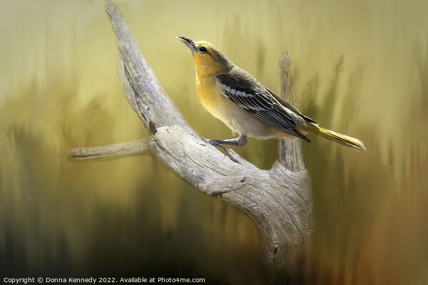 Bullock's Oriole Picture Board by Donna Kennedy