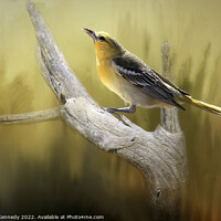 Buy canvas prints of Bullock's Oriole by Donna Kennedy