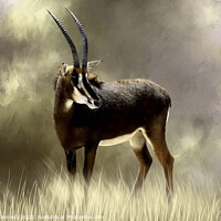 Buy canvas prints of Sable Antelope by Donna Kennedy