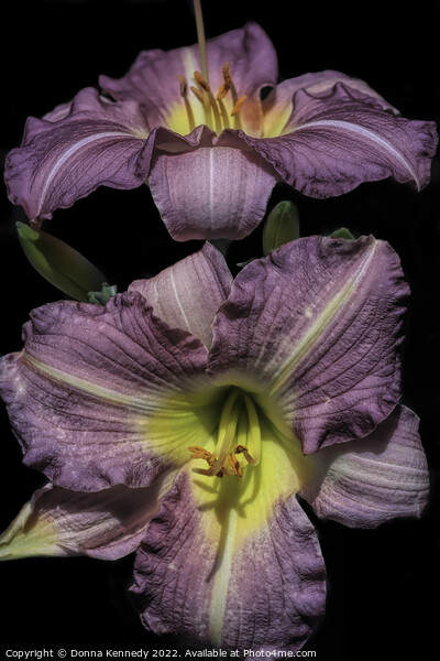 Purple de Oro Lily Picture Board by Donna Kennedy