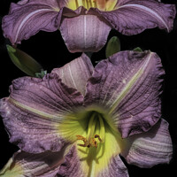 Buy canvas prints of Purple de Oro Lily by Donna Kennedy