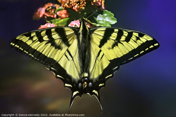 Swallowtail in Living Color Picture Board by Donna Kennedy
