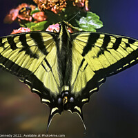 Buy canvas prints of Swallowtail in Living Color by Donna Kennedy
