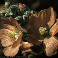 Buy canvas prints of Orange Globe Mallow by Donna Kennedy