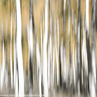 Buy canvas prints of Aspen Illusion by Donna Kennedy