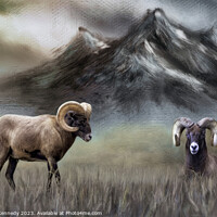 Buy canvas prints of Two Big Horn Sheep by Donna Kennedy