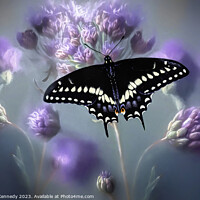 Buy canvas prints of Black Swallowtail by Donna Kennedy