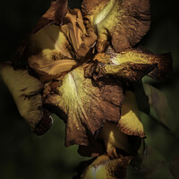Buy canvas prints of Chocolate and Caramel Iris by Donna Kennedy