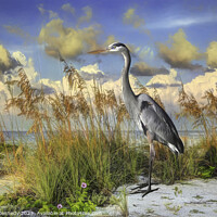 Buy canvas prints of Heron on Gasparilla Island  by Donna Kennedy