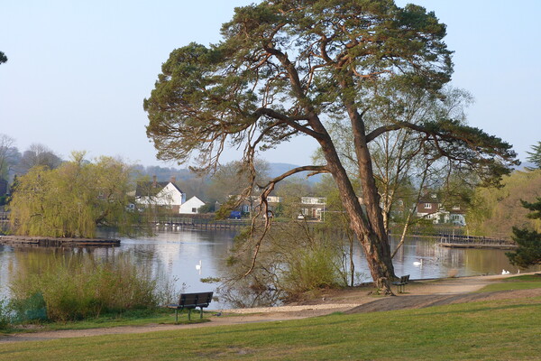 Tranquil Pine at Petersfield Pond Picture Board by Peter Hodgson